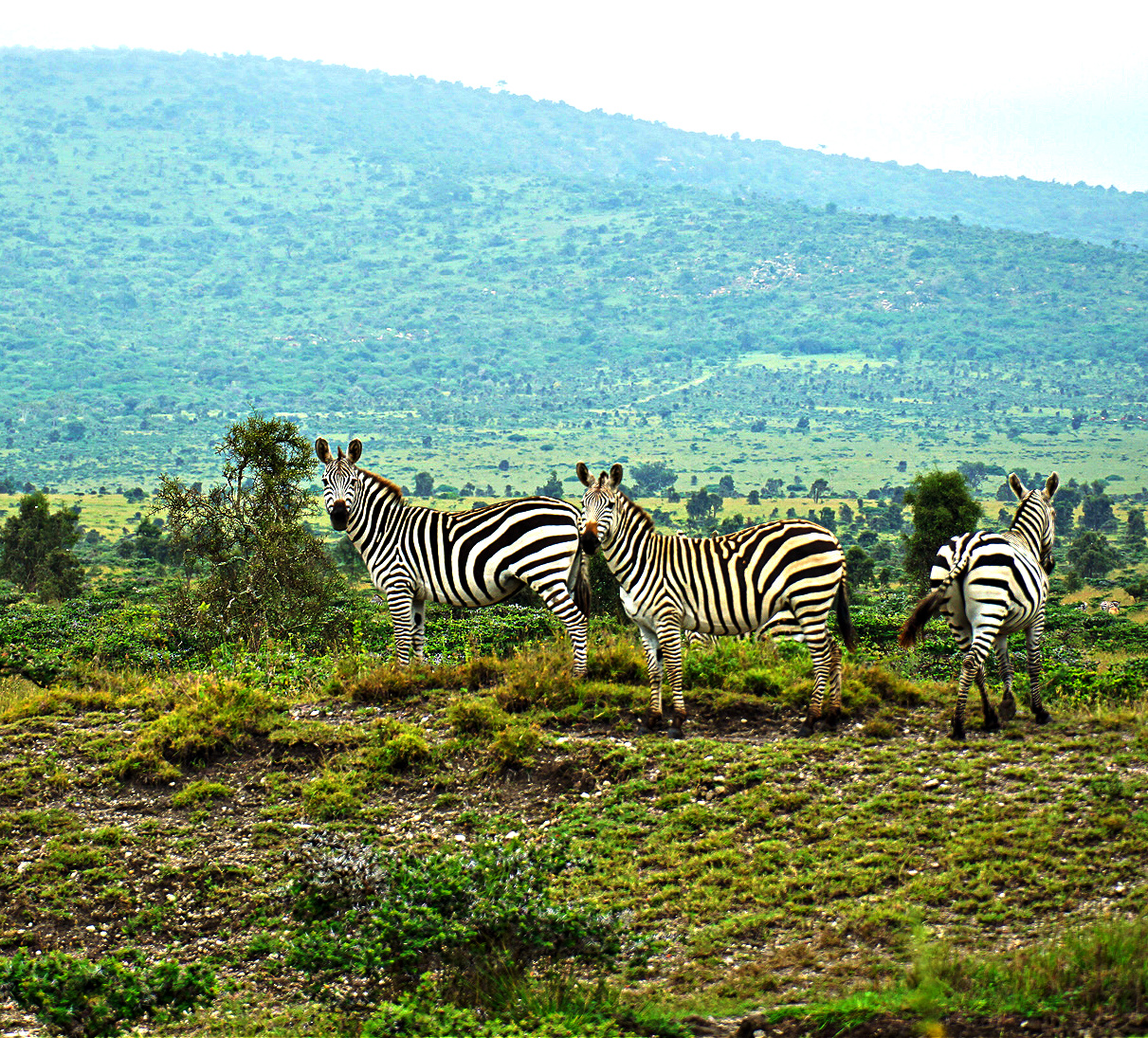 ILRI Kapiti Image